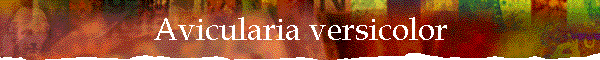 Avicularia versicolor