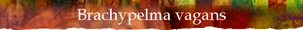 Brachypelma vagans