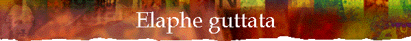 Elaphe guttata