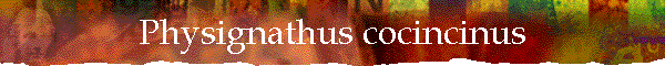 Physignathus cocincinus