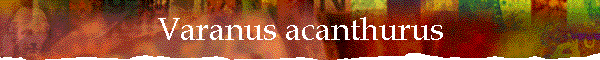 Varanus acanthurus