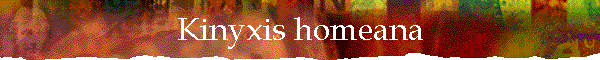 Kinyxis homeana