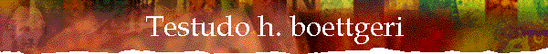 Testudo h. boettgeri