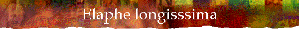 Elaphe longisssima