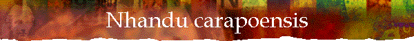Nhandu carapoensis