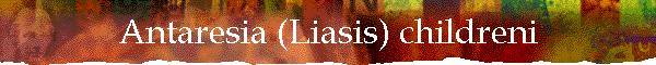 Antaresia (Liasis) childreni