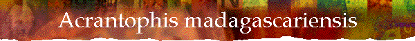 Acrantophis madagascariensis