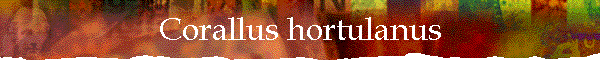 Corallus hortulanus