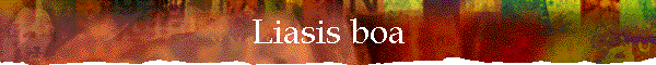 Liasis boa