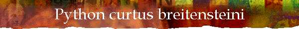 Python curtus breitensteini