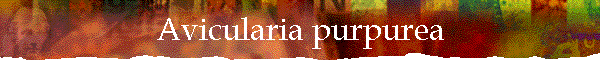 Avicularia purpurea
