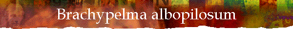 Brachypelma albopilosum