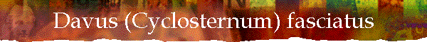 Davus (Cyclosternum) fasciatus