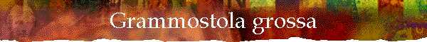 Grammostola grossa
