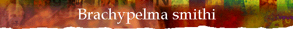 Brachypelma smithi