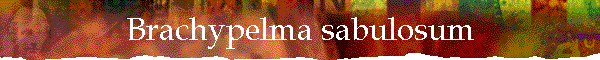 Brachypelma sabulosum