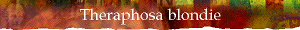 Theraphosa blondie