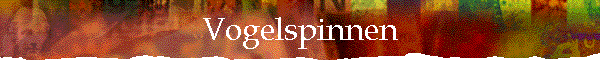 Vogelspinnen