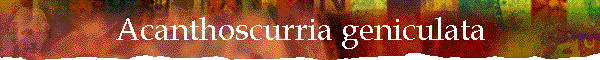 Acanthoscurria geniculata