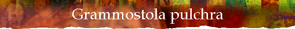 Grammostola pulchra